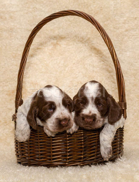 Stock foto: Zwei · Welpen · braun · Englisch · Hund · cute