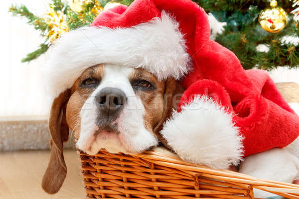 sleeping dog weared to santa hat Stock photo © artush