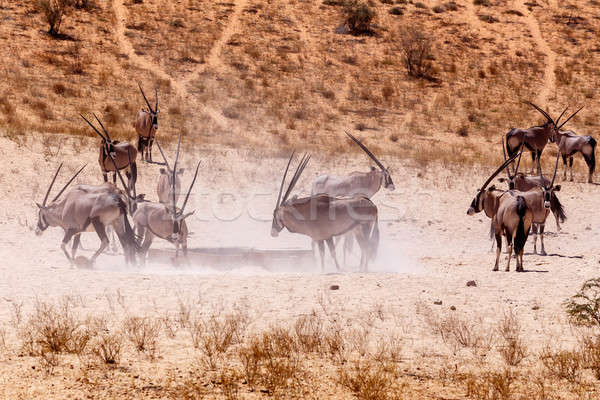 Gemsbok, Oryx gazella on sand dune Stock photo © artush