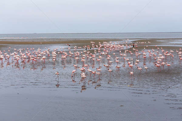 Rooskleurig flamingo kolonie Namibië reusachtig woestijn Stockfoto © artush