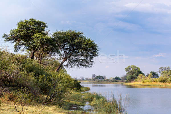 African landscape Stock photo © artush