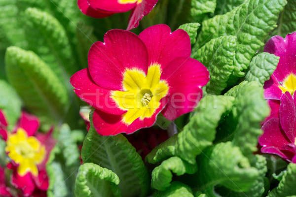 Güzel kırmızı çuhaçiçeği bahçe stok Stok fotoğraf © artush