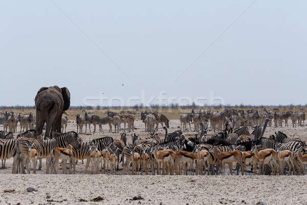 Zsúfolt elefántok zebrák park Namíbia vadvilág Stock fotó © artush