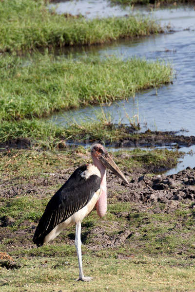 Marabou storks Stock photo © artush