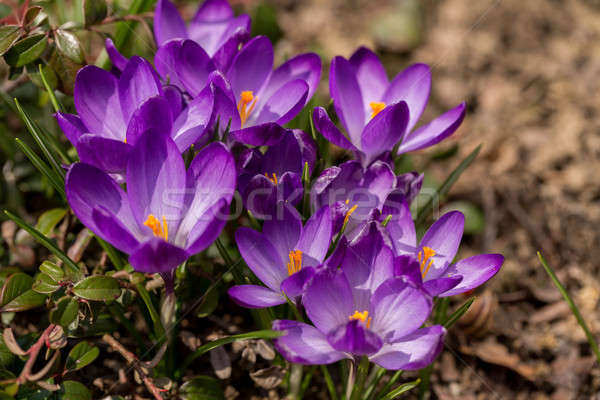 Foto stock: Primero · flores · de · primavera · jardín · azafrán · macro · uno