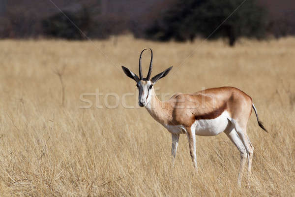 Parco Namibia fauna selvatica fotografia natura colore Foto d'archivio © artush