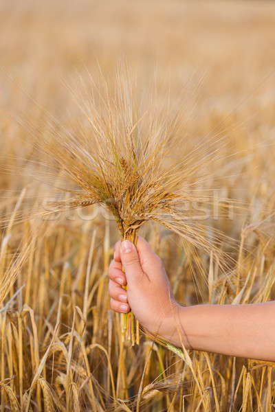 Tarwe oren gerst hand vrouw oogst Stockfoto © artush