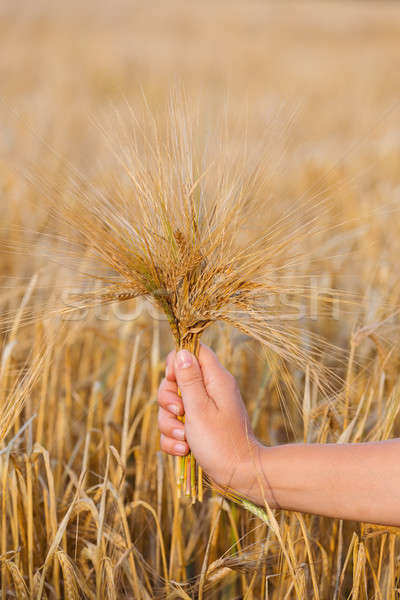 Buğday kulaklar arpa el kadın hasat Stok fotoğraf © artush