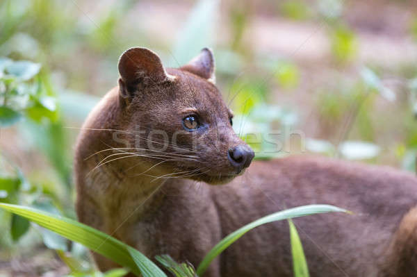 Carnivor mamifer Madagascar dietă rezerva wildlife Imagine de stoc © artush