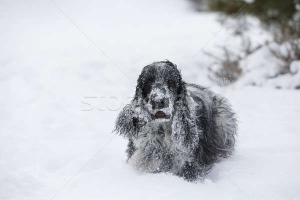 英語 犬 演奏 雪 冬 かわいい ストックフォト © artush