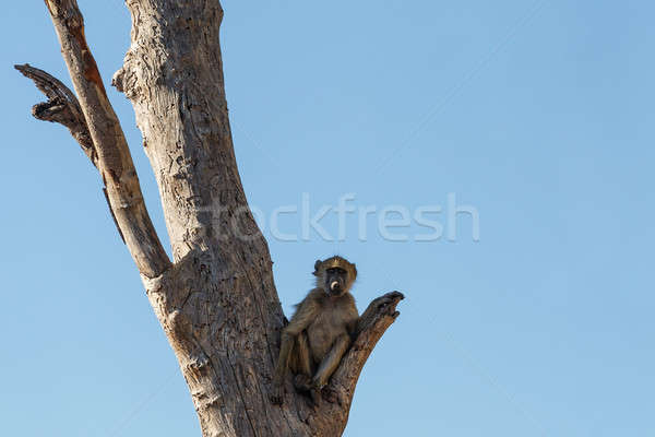 monkey Chacma Baboon family, Africa safari wildlife and wilderness Stock photo © artush