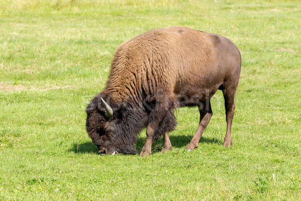 American bison (Bison bison) simply buffalo Stock photo © artush