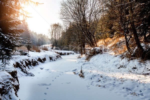 Sunny morning in winter landscape Stock photo © artush