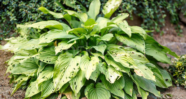 Bladeren groene bladeren plant tuin ondiep focus Stockfoto © artush