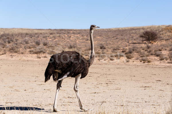 Ostrich Struthio camelus, in Kgalagadi, South Africa Stock photo © artush