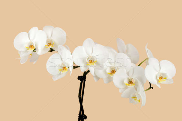 romantic branch of white orchid on beige background Stock photo © artush