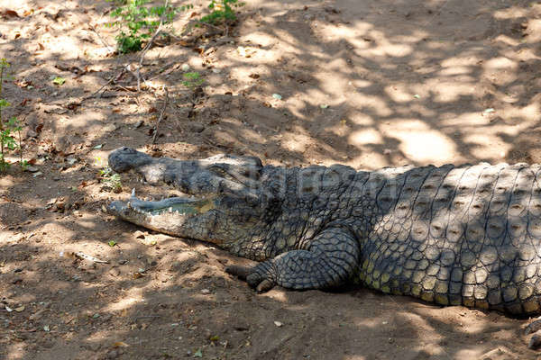Portré krokodil víz természet Afrika fej Stock fotó © artush