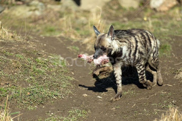 Gestreift Hyäne läuft Hund Natur asia Stock foto © artush