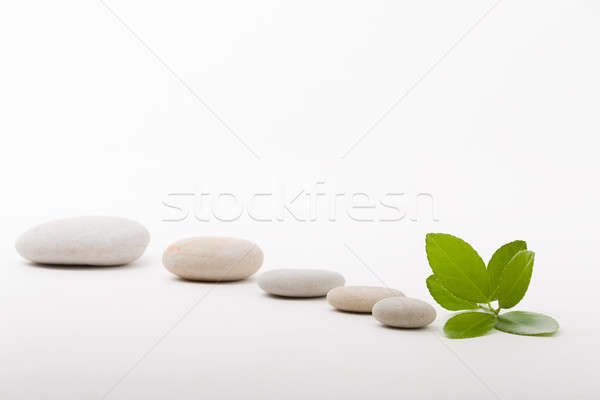 Zen pedras folha verde como pedra Foto stock © artush