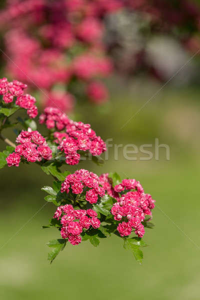 Flowers pink hawthorn. Tree pink hawthorn Stock photo © artush
