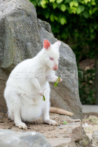 Közelkép fehér albínó női kenguru fű Stock fotó © artush