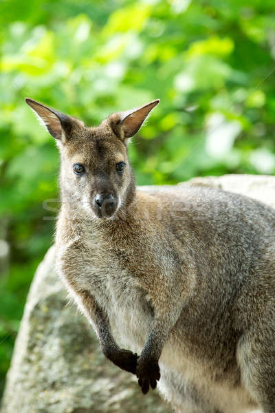 Stock foto: Känguru · Gras · Haar · Hintergrund · grünen