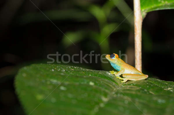 Green bright-eyed frog,  Andasibe Madagascar Stock photo © artush