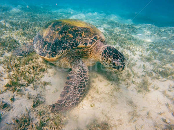 Adult green sea turtle (Chelonia mydas) Stock photo © artush