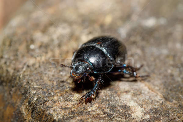 dor beetle at pine forest, macro Stock photo © artush
