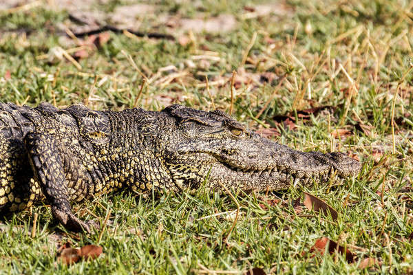 Portret krokodil park Botswana water natuur Stockfoto © artush