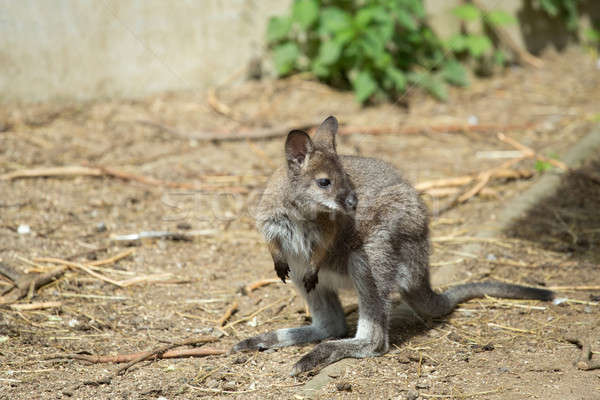 Closeup of a Red-necked Wallaby baby Stock photo © artush