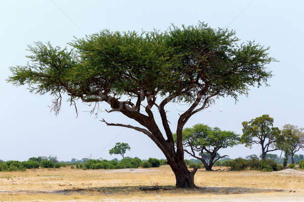 Groß Baum öffnen Savanne Ebenen Afrika Stock foto © artush