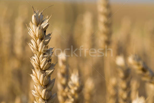 Foto stock: Dorado · campo · de · trigo · verano · tiempo · escena · rural · nubes