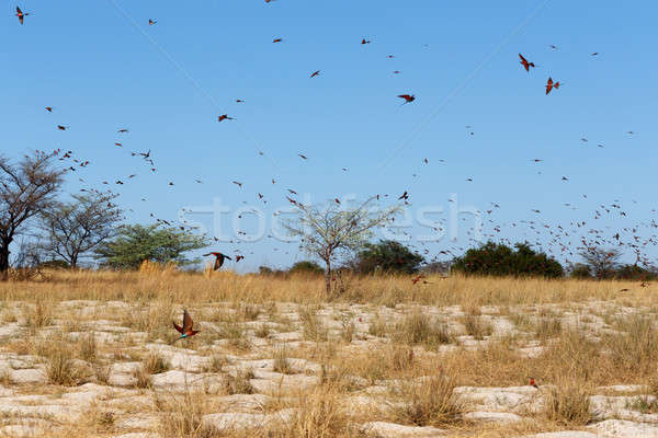 Groß Kolonie karminrot Bank Fluss Namibia Stock foto © artush