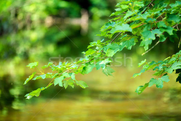 spring twig on Riverside with shallow focus Stock photo © artush
