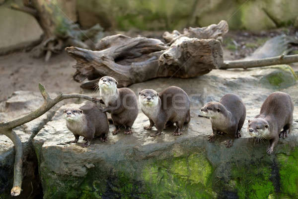 European otter (Lutra lutra) Stock photo © artush