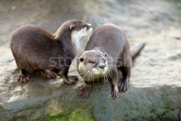 European otter (Lutra lutra) Stock photo © artush