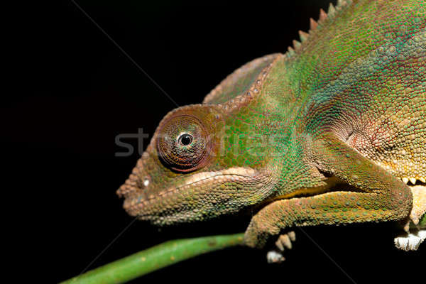 Pantera camaleão floresta tropical parque Madagáscar Foto stock © artush
