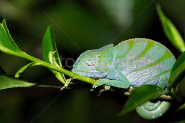 Kameleon groot soorten klein tak wachten Stockfoto © artush