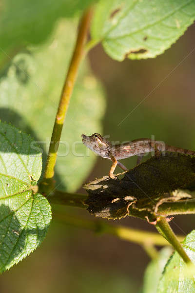 Nose-horned Chameleon (Calumma nasutum) Stock photo © artush