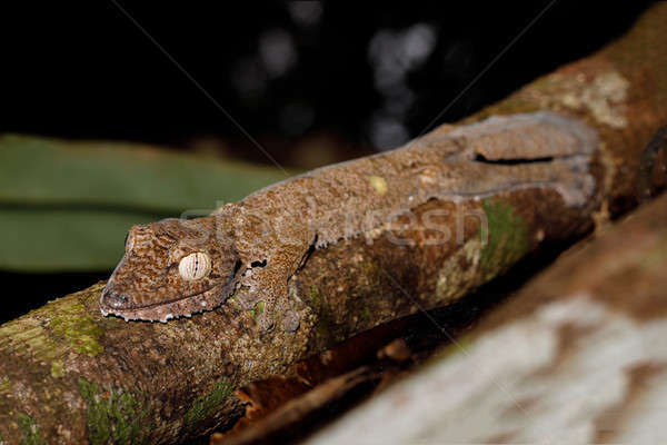 leaf-tailed gecko, Uroplatus fimbriatus, madagascar Stock photo © artush