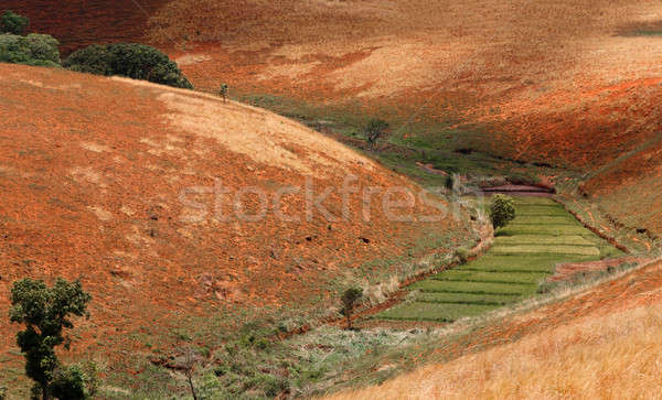 Road through Madagascar highland countryside landscape. Stock photo © artush