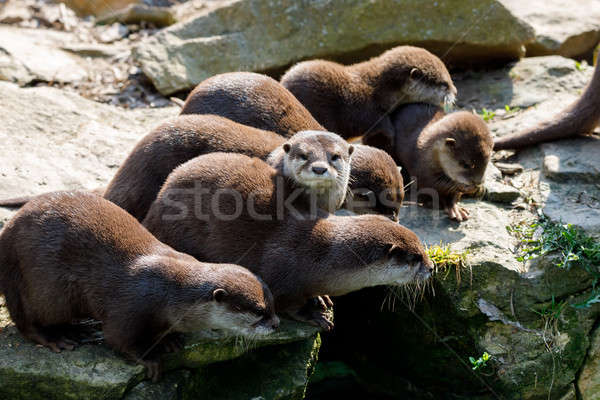 European otter family (Lutra lutra) Stock photo © artush