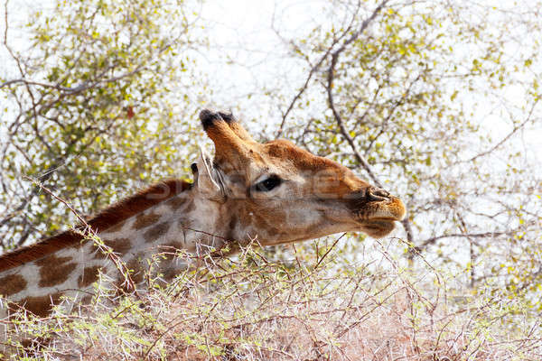 Giraffa camelopardalis grazing on tree Stock photo © artush