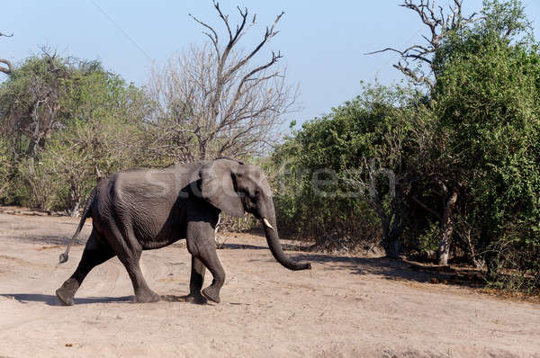 African Elephant in Chobe National Park Stock photo © artush