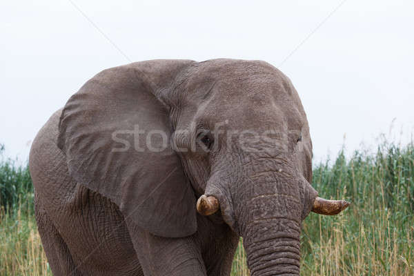 Groß african Elefanten Park Porträt Namibia Stock foto © artush