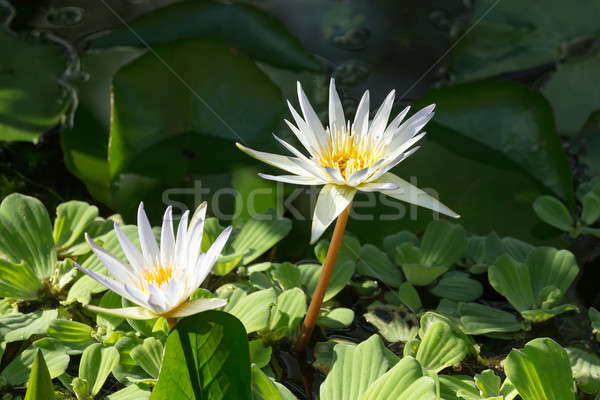 white water lily Stock photo © artush