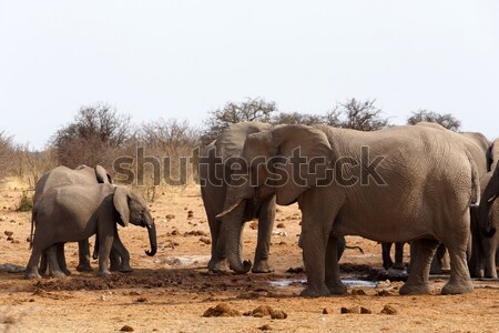 herd of African elephants at a waterhole Stock photo © artush