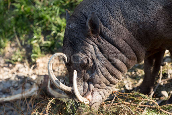 North Sulawesi babirusa Stock photo © artush