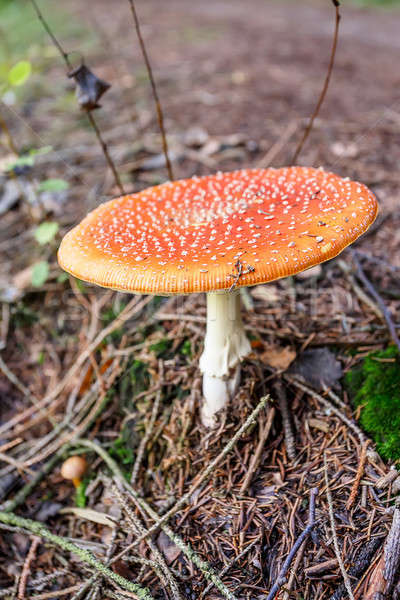 mushroom commonly known as the fly agaric or fly amanita Stock photo © artush